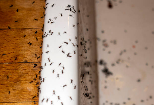 Best Wasp Removal Services  in Granite Falls, MN