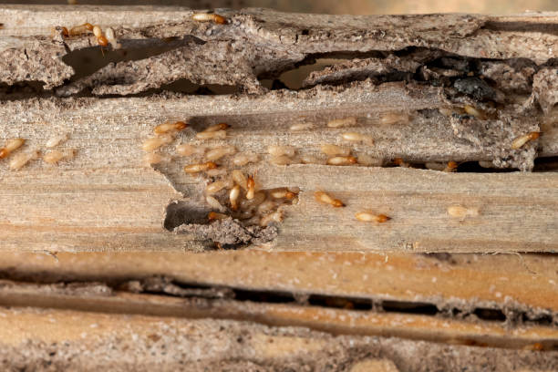 Trusted Granite Falls, MN Pest Control Experts